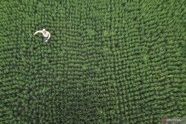 Jejak efisiensi pupuk di lumbung jagung
