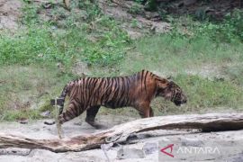 Aceh Selatan didorong jadi daerah prioritas penanganan konflik satwa, begini penjelasannya