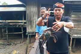 Kalimantan Utara akan jadikan kepiting "branding" unggulan