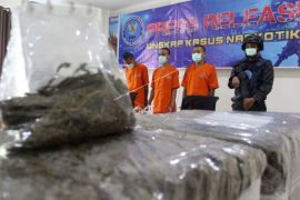 BNNP Sumbar Amankan 24 Kilogram Ganja Kering Page 1 Small