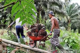 "Loading ramp" ditutup, koperasi bisa jadi solusi