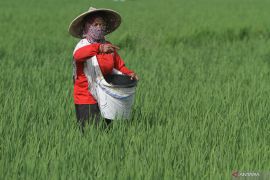 Upaya tingkatkan produksi padi, Pemkab Pasbar siap berikan benih unggul