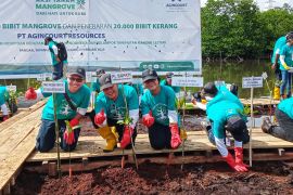 Peringati Hari Lahan Basah Sedunia , PT Agincourt Resources tanam 30.000 bibit mangrove