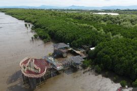 Mangrove simpan potensi karbon biru untuk mengurangi emisi