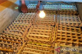 Warga binaan Lapas Banjarbaru bisnis budidaya jangkrik