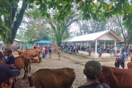 Penjualan sapi di Pasar Hewan Pelaihari meningkat