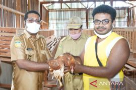 Distan Biak tahun 2023 pengadaan 15 ribu ekor bibit ayam ternak