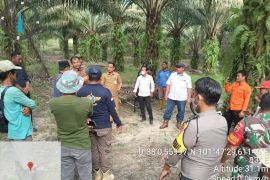 Harimau muncul, ini antisipasi PTPN V