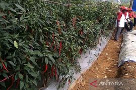 Pemkot Medan: Kerja sama produk hortikultura segera terealisasi