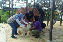 Distan Kabupaten PPU  terima 800 dosis vaksin rabies