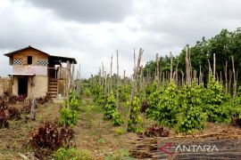 Pemkab Belitung mendorong petani membidik pasar ekspor