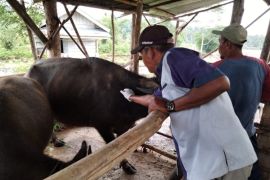 Pemkab Rejang Lebong: Belum ada ternak kena penyakit kulit berbenjol