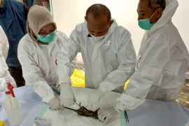 Dinkes Tulungagung latih nakes puskesmas mitigasi leptospirosis