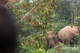 Hindari konflik dengan manusia, BKSDA upayakan buat peta pergerakan gajah