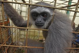 BKSDA Banten amankan Owa Jawa