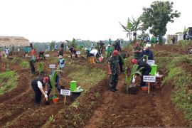 Mentan dorong budi daya kelapa genjah di Kabupaten Kediri
