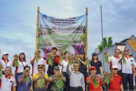 Distan Badung panen bawang merah hasil metode demplot