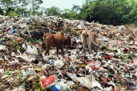 DLH Pesisir Barat imbau warga tidak membiarkan sapi berkeliaran di TPAS
