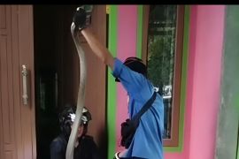 Petugas damkar Pesisir Barat tangkap ular King Kobra ukuran tiga meter