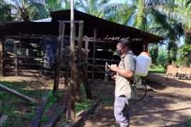 Cegah PMK berulang, ini yang dilakukan Distan Aceh Jaya