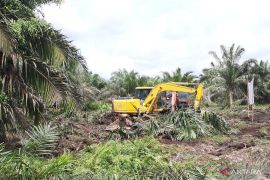 102 pekebun di Kabupaten Kubu Raya nikmati program peremajaan sawit dari BPDPKS