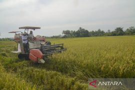 Potensi Pengembangan Padi Sawah Organik di Morowali Page 1 Small