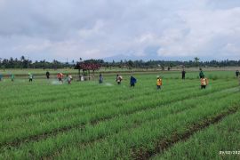 Banyuwangi tingkatkan kapasitas petani lewat program Sekolah Lapang