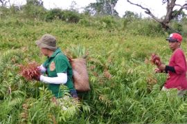 Lahan pinggiran Kota Banjarmasin miliki potensi produksi sayuran kalakai