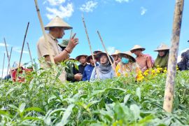 BI dukung Halmahera Timur jadi  lumbung pangan