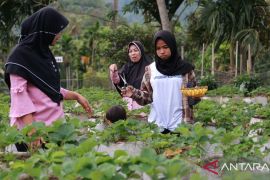 Yulia Harfika, petani millenial hasilkan Rp10 juta per bulan dari budidaya stroberi