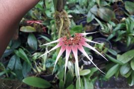 PAI Kalsel berupaya lestarikan anggrek Meratus