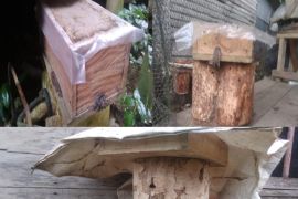 Dua remaja diciduk lantaran curi sarang madu kelulut di Tabalong