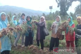 Petani di Tapanuli Selatan budidayakan bawang merah Batu Ijo