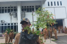 Pemerintah Papua dorong ASN tanam cabai