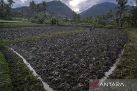 Petani Beralih dari Tanaman Palawija ke Padi Page 1 Small