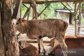 Pemprov batasi mobilitas hewan ternak Mukomuko guna atasi LSD