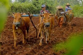 Bajak Lahan Pertanian Dengan Sapi Page 1 Small