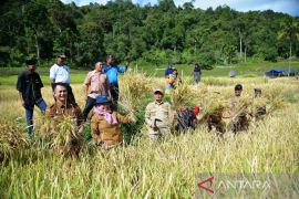 Produktivitas pada masyarakat Taratak Bancah meningkat 2,52 ton/ha