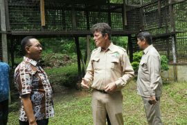 OIKN dan Yayasan Arsari kerja sama lindungi orang utan