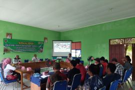 501 ternak sapi di Tabalong telah diasuransikan