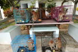 WN Vietnam terancam lima tahun penjara akibat selundupkan satwa dilindungi