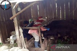 Pemkab Boyolali: Penyakit kulit berbentol tidak  pengaruhi stok daging