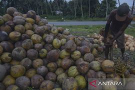 Petani Pilih Kelapa Untuk Kopra Page 1 Small