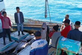 Potensi ikan tuna Yellow Fins di perairan Biak 800 ribu ton per tahun