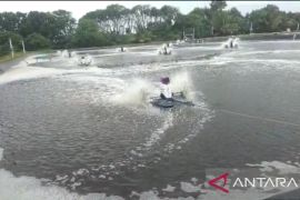 Pemkab Pesisir Barat akan tutup perusahaan tambak udang CV Johan Farm karena berlokasi di zona wisata