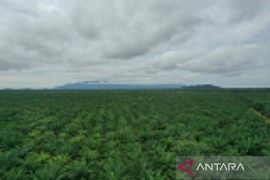 Disnakertrans Kalimantan Barat apresiasi semua pihak dukung sawit berkelanjutan