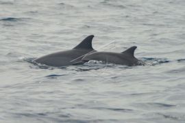 Monitoring Cetacea Di Perairan Pulau Pieh Page 1 Small