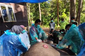 BBKSDA Sumut: Gajah Dwiki mati di Aek  Nauli Kabupaten Simalungun