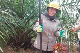 Pekebun penerima program PSR di Bengkayang panen perdana