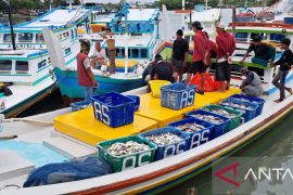 Produksi ikan di PPN Sungailiat capai 285 ton